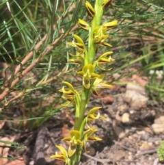 Prasophyllum flavum at Bundanoon, NSW - 14 Nov 2021