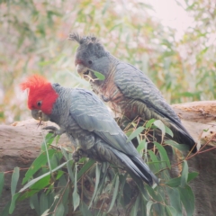 Callocephalon fimbriatum (Gang-gang Cockatoo) at Gungaderra Grasslands - 19 Oct 2021 by RosD