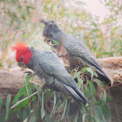 Callocephalon fimbriatum (Gang-gang Cockatoo) at Crace, ACT - 19 Oct 2021 by RosD