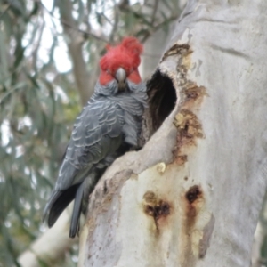 Callocephalon fimbriatum at Crace, ACT - suppressed