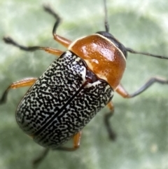 Aporocera (Aporocera) sculptilis at Karabar, NSW - 14 Nov 2021