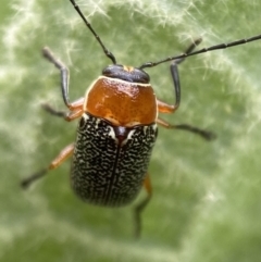 Aporocera (Aporocera) sculptilis at Karabar, NSW - 14 Nov 2021