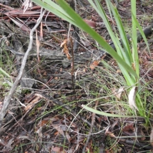 Gastrodia sesamoides at Rossi, NSW - 14 Nov 2021