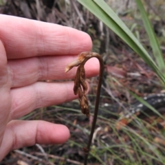 Gastrodia sesamoides at Rossi, NSW - 14 Nov 2021