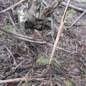 Gastrodia sesamoides at Rossi, NSW - 14 Nov 2021