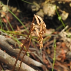 Gastrodia sesamoides at Rossi, NSW - 14 Nov 2021