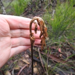 Gastrodia sesamoides at Rossi, NSW - 14 Nov 2021