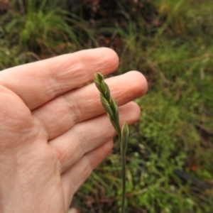 Thelymitra sp. at Rossi, NSW - 14 Nov 2021