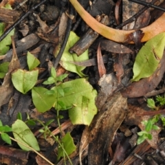 Chiloglottis sp. (A Bird/Wasp Orchid) at Tallaganda State Forest - 14 Nov 2021 by Liam.m