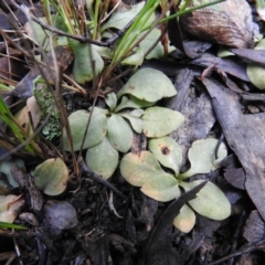 Pterostylidinae (greenhood alliance) (A Greenhood) at Tallaganda State Forest - 14 Nov 2021 by Liam.m