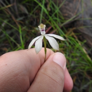 Caladenia moschata at Rossi, NSW - suppressed