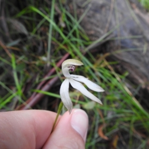 Caladenia moschata at Rossi, NSW - suppressed