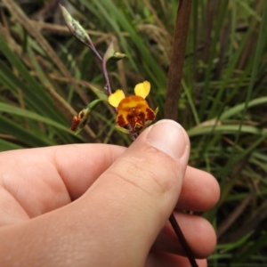 Diuris semilunulata at Rossi, NSW - 14 Nov 2021