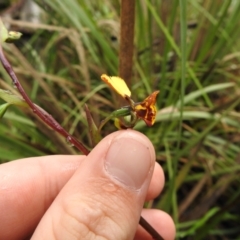 Diuris semilunulata at Rossi, NSW - 14 Nov 2021