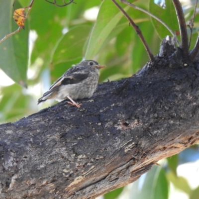 Petroica boodang (Scarlet Robin) at Tallaganda State Forest - 13 Nov 2021 by Liam.m