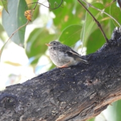 Petroica boodang at Farringdon, NSW - suppressed