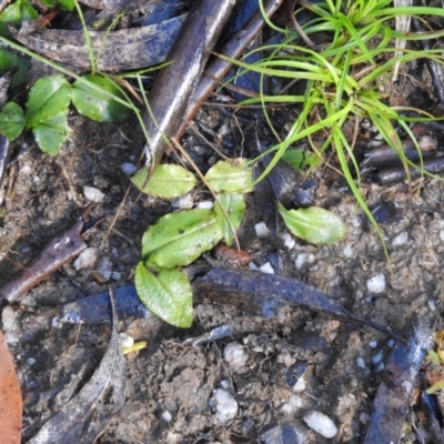 Chiloglottis sp. (A Bird/Wasp Orchid) at Bombay, NSW - 13 Nov 2021 by Liam.m