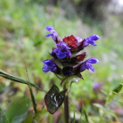 Prunella vulgaris (Self-heal, Heal All) at Bombay, NSW - 14 Nov 2021 by Liam.m