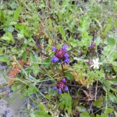 Prunella vulgaris at Bombay, NSW - 14 Nov 2021