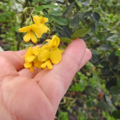 Goodia lotifolia (Golden Tip) at Tallaganda State Forest - 14 Nov 2021 by Liam.m