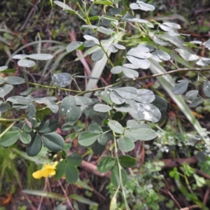 Goodia lotifolia at Farringdon, NSW - 14 Nov 2021
