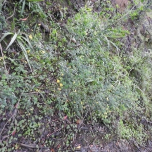 Goodia lotifolia at Farringdon, NSW - 14 Nov 2021