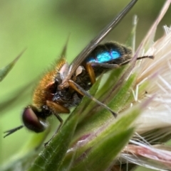 Unidentified True fly (Diptera) at Karabar, NSW - 14 Nov 2021 by Steve_Bok
