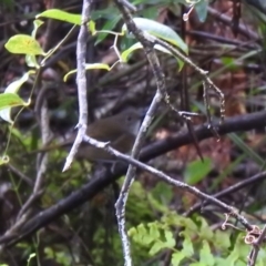 Pachycephala olivacea (Olive Whistler) at Tallaganda State Forest - 13 Nov 2021 by Liam.m