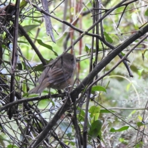 Pachycephala olivacea at Farringdon, NSW - suppressed