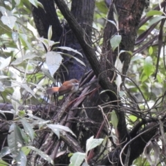 Rhipidura rufifrons (Rufous Fantail) at Farringdon, NSW - 14 Nov 2021 by Liam.m