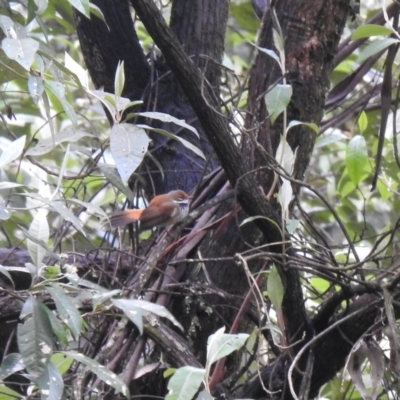 Rhipidura rufifrons (Rufous Fantail) at Tallaganda State Forest - 14 Nov 2021 by Liam.m