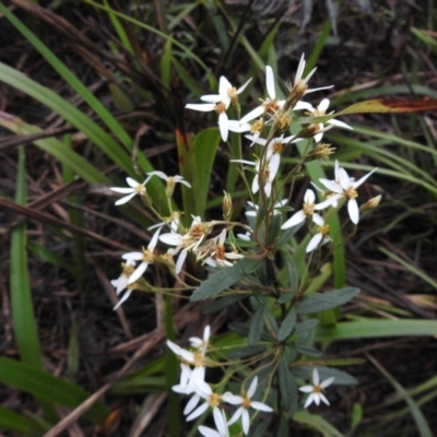 Olearia myrsinoides (Blush Daisy Bush) at Rossi, NSW - 14 Nov 2021 by Liam.m