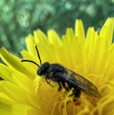 Lasioglossum (Chilalictus) lanarium (Halictid bee) at Murrumbateman, NSW - 8 Nov 2021 by SimoneC