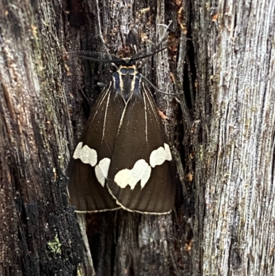 Nyctemera amicus (Senecio Moth, Magpie Moth, Cineraria Moth) at QPRC LGA - 14 Nov 2021 by Steve_Bok