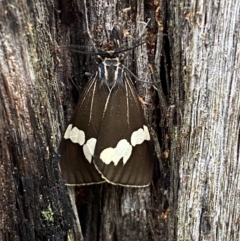 Nyctemera amicus (Senecio or Magpie moth) at Karabar, NSW - 14 Nov 2021 by Steve_Bok