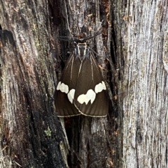 Nyctemera amicus at Karabar, NSW - 14 Nov 2021 03:28 PM