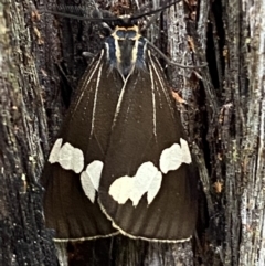 Nyctemera amicus at Karabar, NSW - 14 Nov 2021 03:28 PM