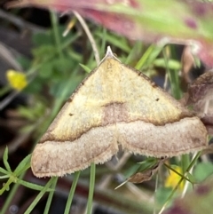 Anachloris subochraria (Golden Grass Carpet (Ennominae)) at Karabar, NSW - 14 Nov 2021 by SteveBorkowskis