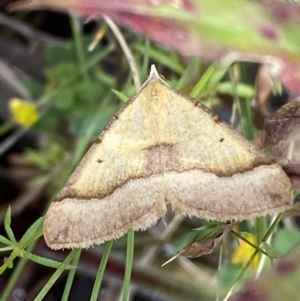 Anachloris subochraria at Karabar, NSW - 14 Nov 2021 01:14 PM