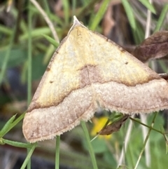 Anachloris subochraria at Karabar, NSW - 14 Nov 2021 01:14 PM