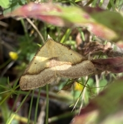 Anachloris subochraria at Karabar, NSW - 14 Nov 2021 01:14 PM