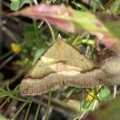 Anachloris subochraria at Karabar, NSW - 14 Nov 2021 01:14 PM