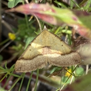 Anachloris subochraria at Karabar, NSW - 14 Nov 2021 01:14 PM