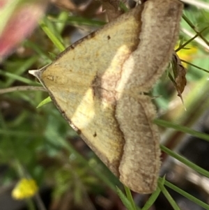 Anachloris subochraria at Karabar, NSW - 14 Nov 2021 01:14 PM