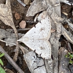 Dichromodes estigmaria (Pale Grey Heath Moth) at Karabar, NSW - 14 Nov 2021 by SteveBorkowskis