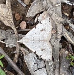 Dichromodes estigmaria (Pale Grey Heath Moth) at Karabar, NSW - 14 Nov 2021 by Steve_Bok