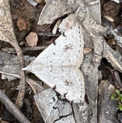 Dichromodes estigmaria at Karabar, NSW - 14 Nov 2021