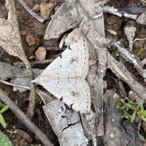 Dichromodes estigmaria at Karabar, NSW - 14 Nov 2021