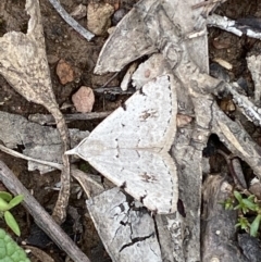 Dichromodes estigmaria at Karabar, NSW - 14 Nov 2021