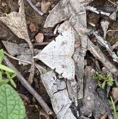 Dichromodes estigmaria at Karabar, NSW - 14 Nov 2021